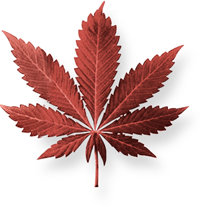 Mariyuana merupakan campuran dari daun, batang, bunga dan biji dari tanaman Mariyuana yang dikeringkan. Biasanya berwarna hijau, cokelat atau abu-abu.